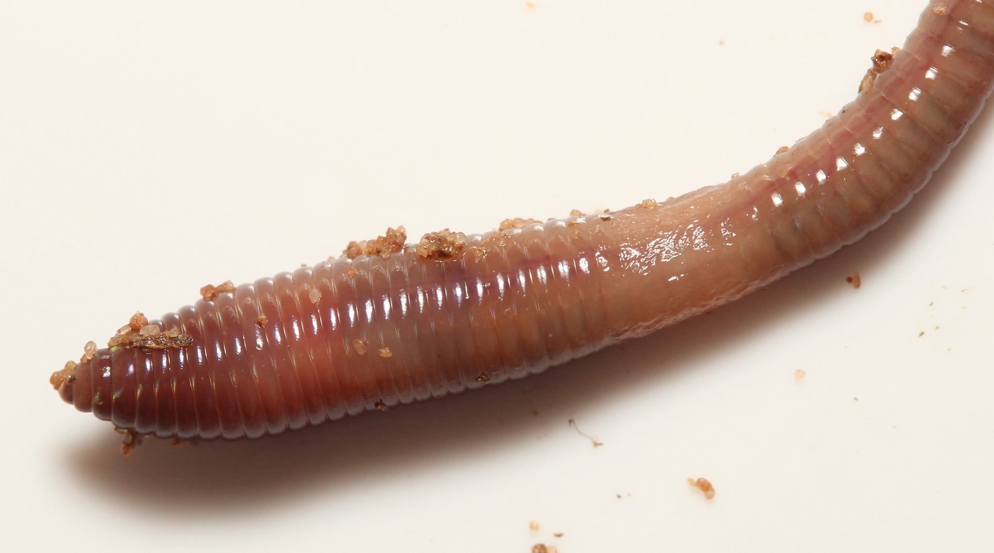 Lumbricus castaneus (Savigny, 1826)