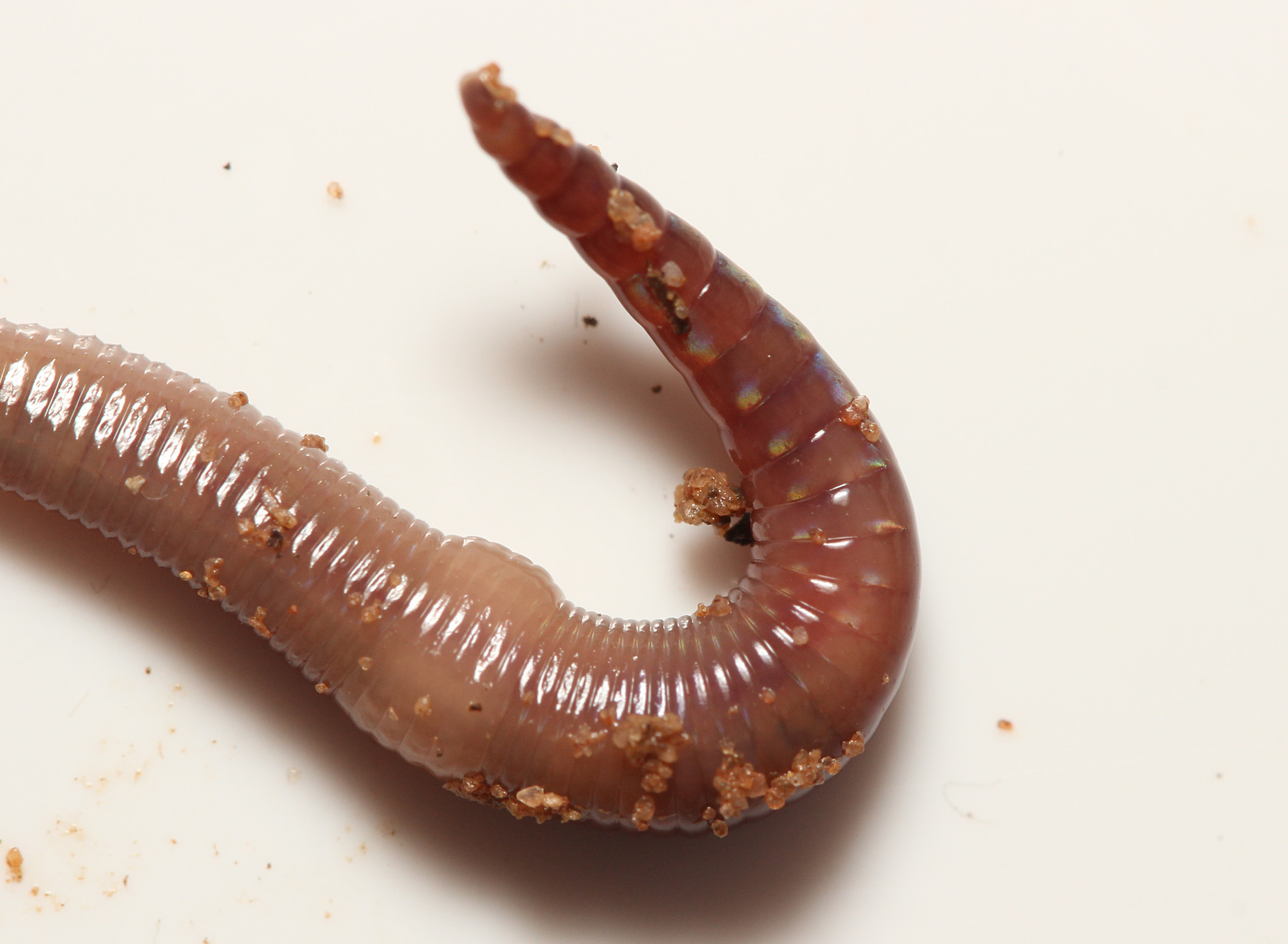Lumbricus castaneus (Savigny, 1826)