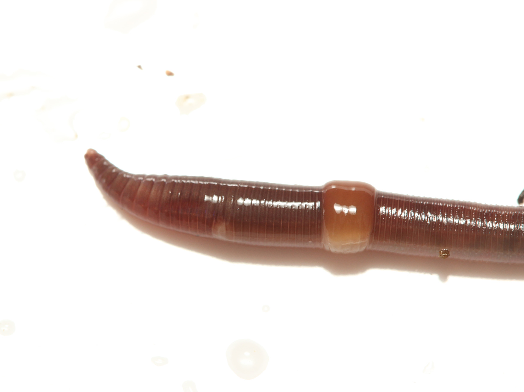 Dendrobaena octaedra (Savigny, 1826)