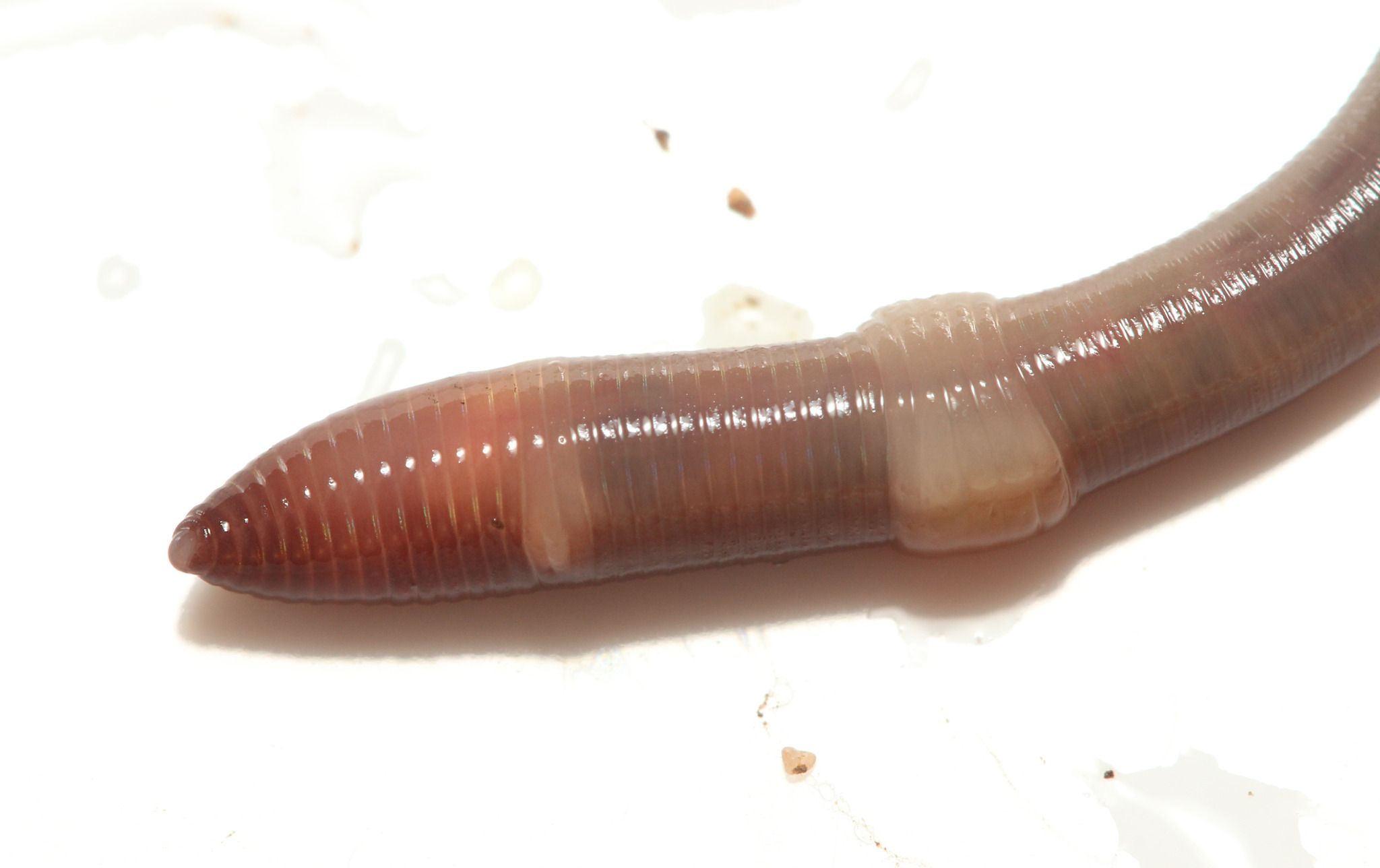 Dendrobaena octaedra (Savigny, 1826)