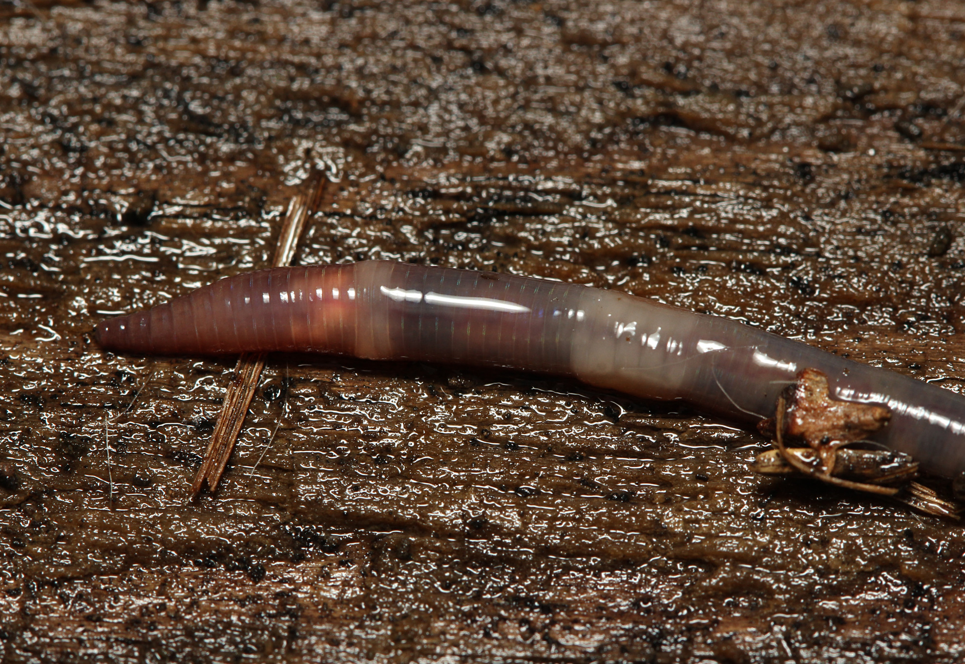 Dendrobaena octaedra (Savigny, 1826)
