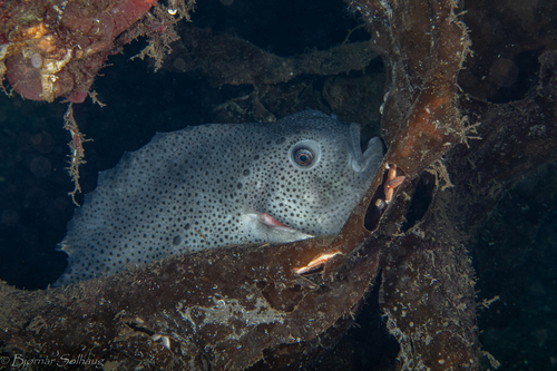 Lumpfish (Cyclopterus lumpus) — Cyclopteridae