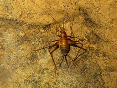 Phalangopsis