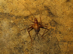 Phalangopsis