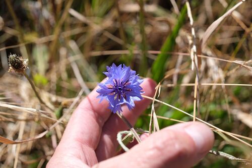 Centaurea cyanus