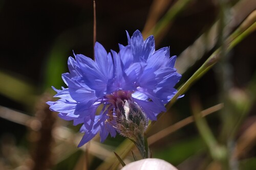 Centaurea cyanus