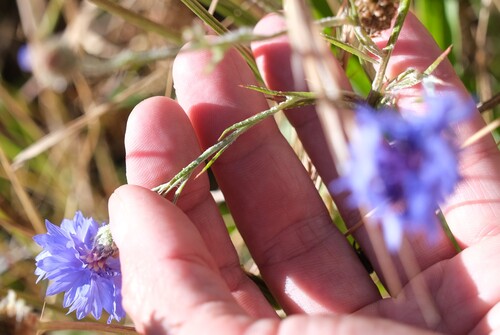Centaurea cyanus