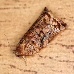 Archips oporana