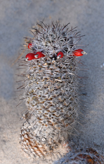 Mammillaria phitauiana