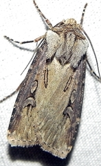 Agrotis stigmosa