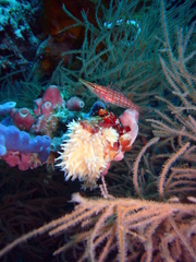 Oxycirrhites typus