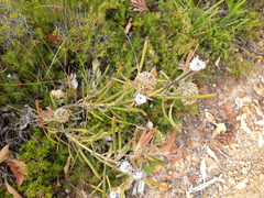 Isopogon