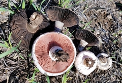 Agaricus