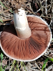 Agaricus