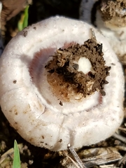 Agaricus