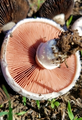 Agaricus