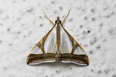 Agrioglypta eurytusalis