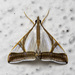 Agrioglypta eurytusalis - Photo (c) MSOne, algunos derechos reservados (CC BY-NC-ND), subido por MSOne