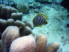 Chaetodon meyeri