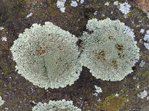 Taškuotasis auksakežis nuotrauka