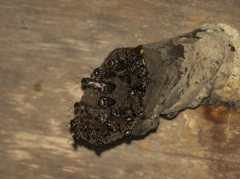 Scaptotrigona postica