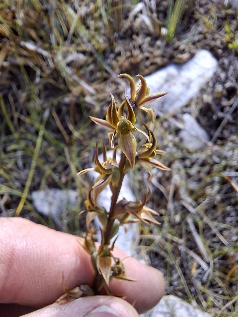 Prasophyllum rostratum