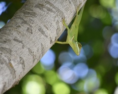 Anolis noblei