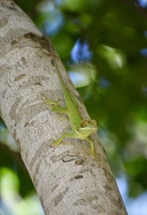 Anolis noblei