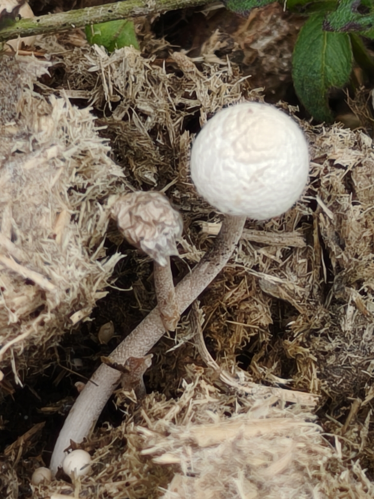 Panaeolus antillarum · January 2026 · photo: © mar_y_sierra_silvestre (iNaturalist, cc0)