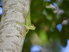 Anolis noblei