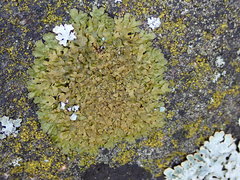 Xanthoparmelia pulla