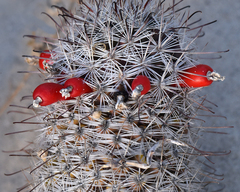 Mammillaria phitauiana