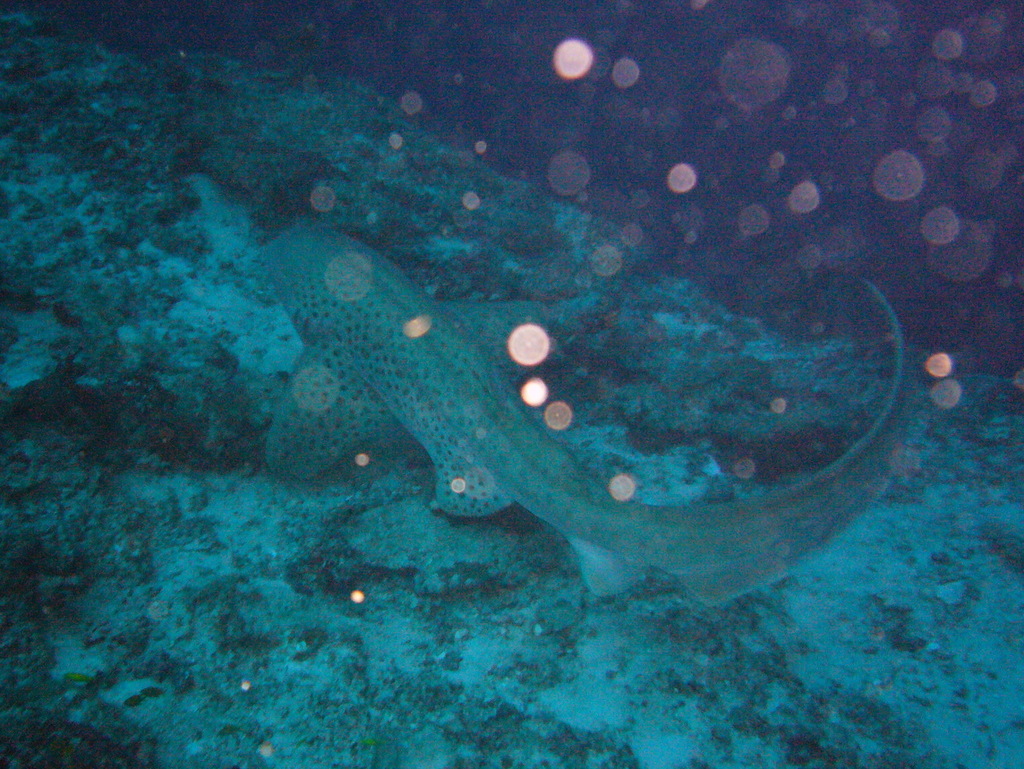 zebra shark