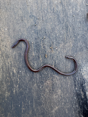 Indotyphlops braminus observed 2026-01-16