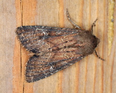 Apamea lateritia
