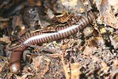 Tylobolus castaneus