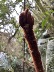 Meliosma bogotana, photograph (c) Nicolás Baresch Uribe, some rights reserved (CC BY)