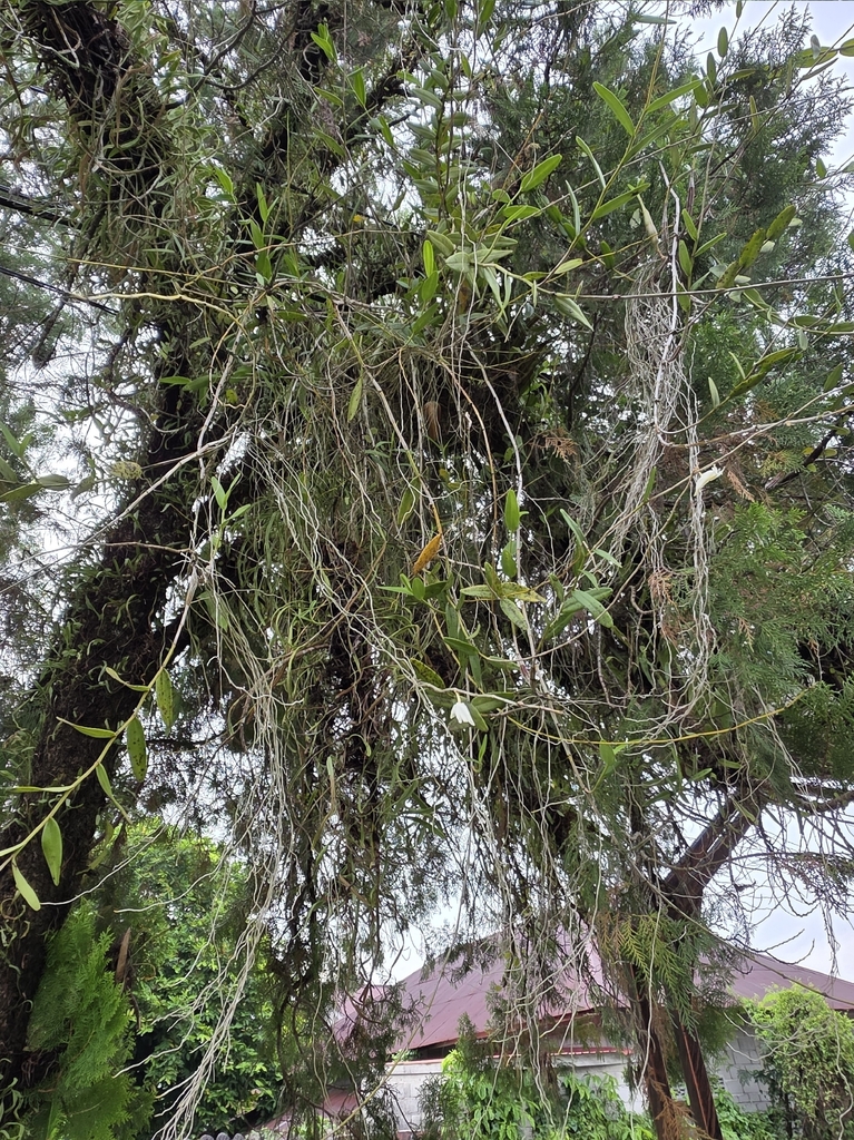 Anggrek Merpati (Dendrobium crumenatum)
