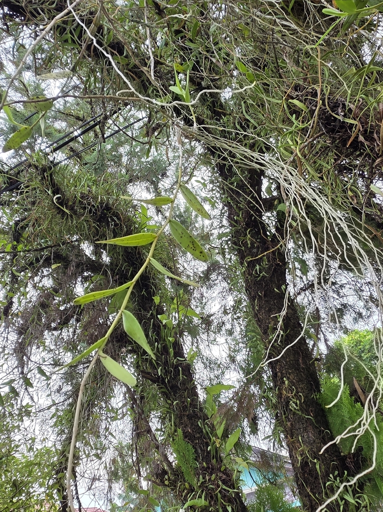 Orchid (Dendrobium crumenatum)