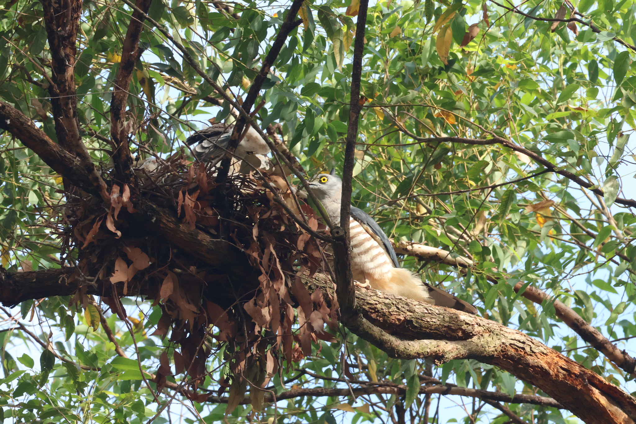 Pacific Baza (Aviceda subcristata), photo 10