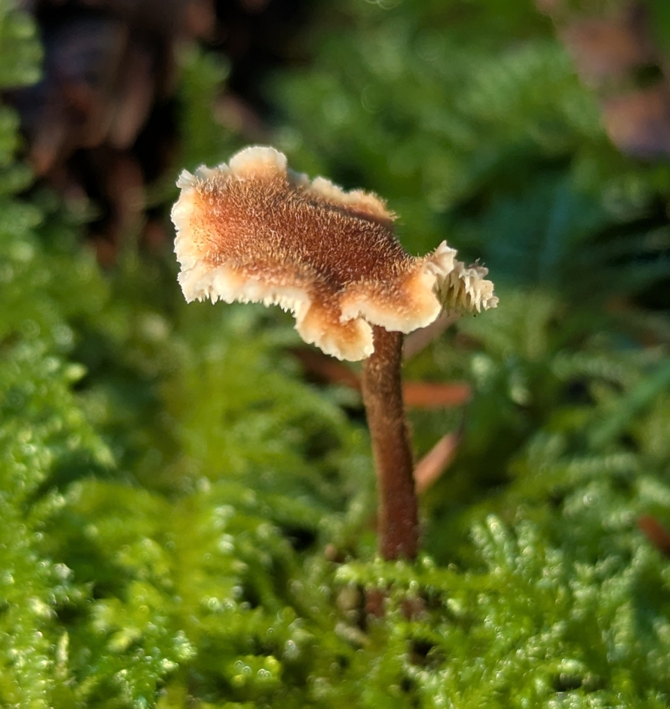 Auriscalpium vulgare · January 2026 · photo: © benkeen (iNaturalist, cc0)