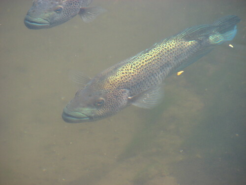 Wolf cichlid (Parachromis dovii) — Cichlidae