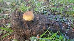 Agrocybe semiorbicularis