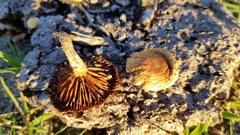 Agrocybe semiorbicularis