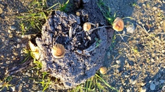 Agrocybe semiorbicularis