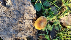 Agrocybe semiorbicularis