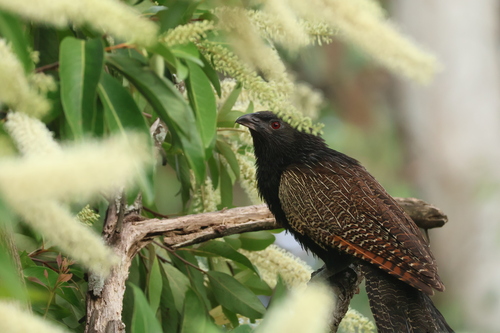 Pheasant Coucal (Centropus phasianinus), photo 3