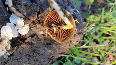 Agrocybe semiorbicularis