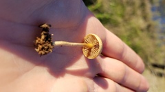 Agrocybe semiorbicularis