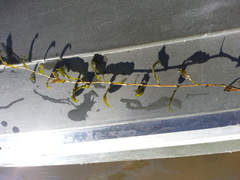 Potamogeton perfoliatus